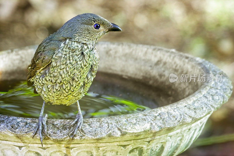 缎纹园丁鸟(Ptilonorhynchus violaceus)